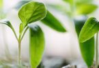 grow
