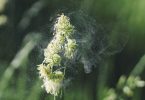 hay fever