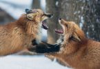Confrontation