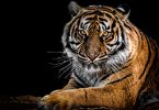 tiger parenting