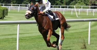 brown horse