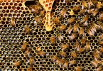 honeycomb close up detail honey bee
