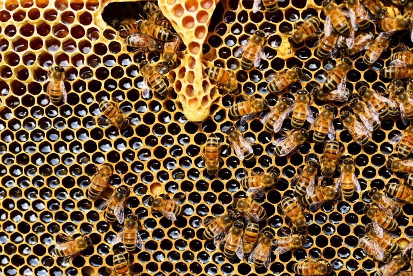 honeycomb close up detail honey bee
