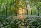 forest, wild garlic, sunset