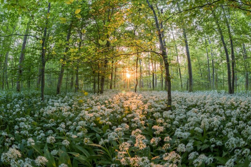 forest, wild garlic, sunset