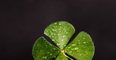 Shallow focus photography of four leaf clover