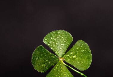 Shallow focus photography of four leaf clover
