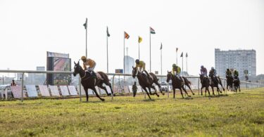 horse, horse race, jockey, nature, horse racing, horsemen, race horse