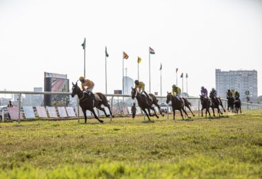 horse, horse race, jockey, nature, horse racing, horsemen, race horse