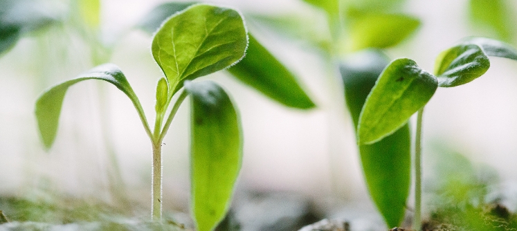 Ready, Steady, Grow!