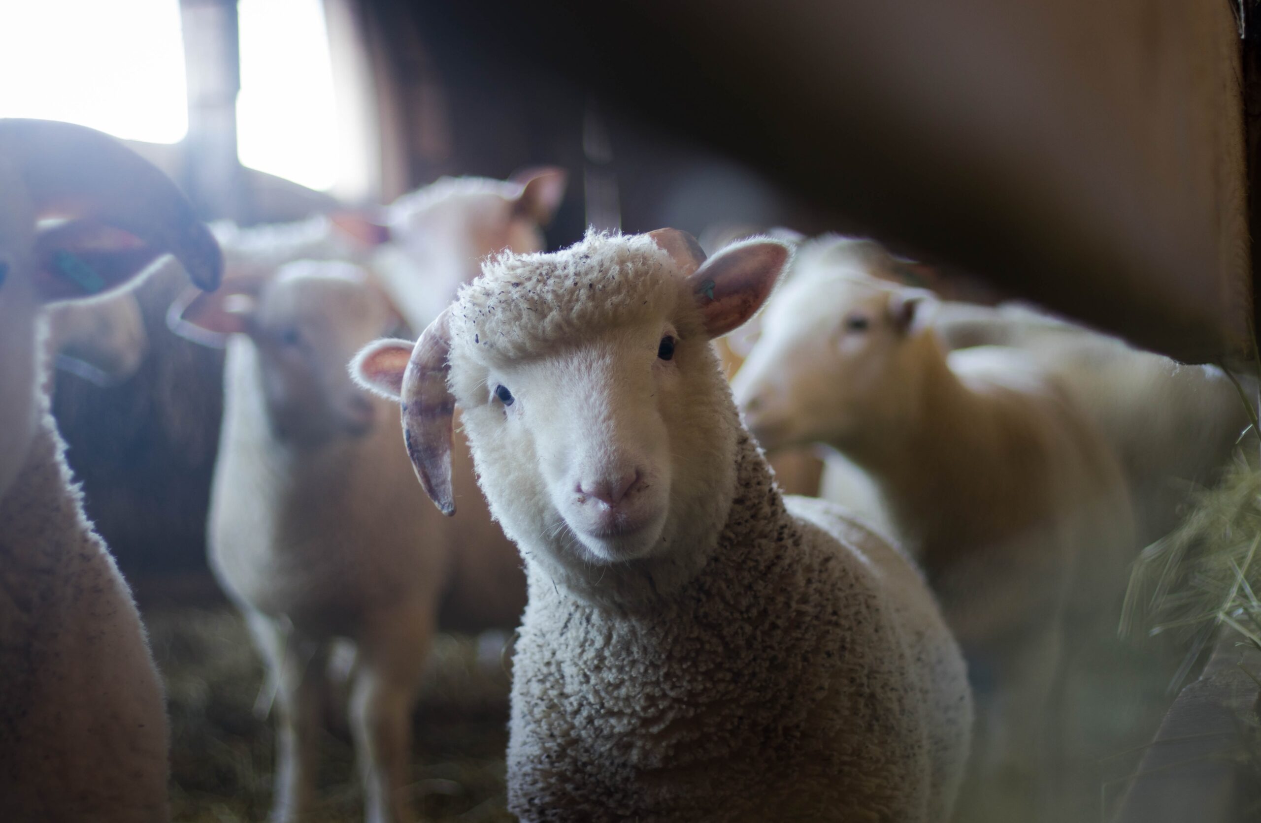 See these animals for free in London