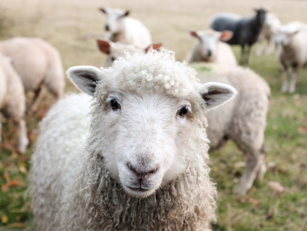 Caenhill CC’s farm animals take over TikTok