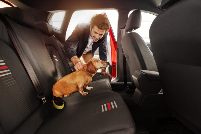 Cars that work best for you and your dog