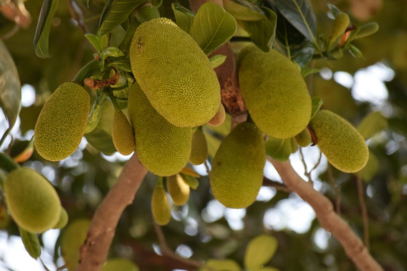 Jackfruit is a popular item during Veganuary