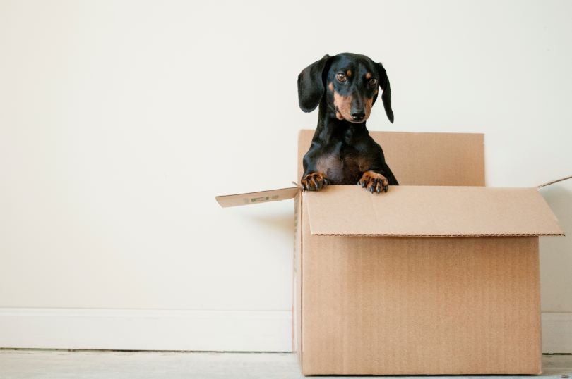 christmas moving box