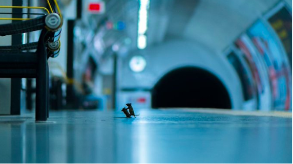 Two mice squabbling were one of the most trending topics this week. 