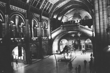 Dinosnores at The Museum of Natural History