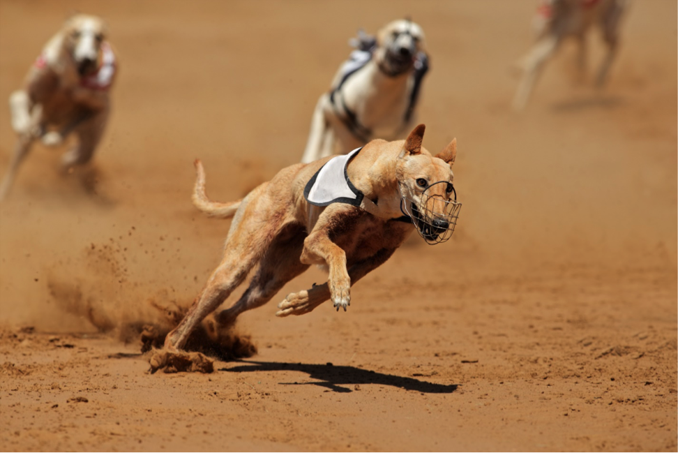 Some dad time away: going to the greyhound races
